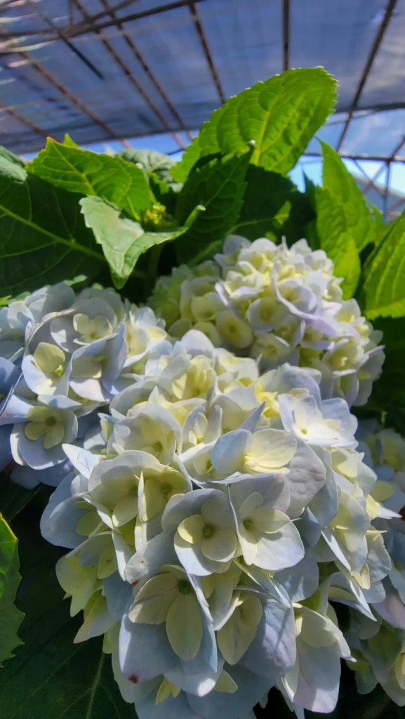 Plants