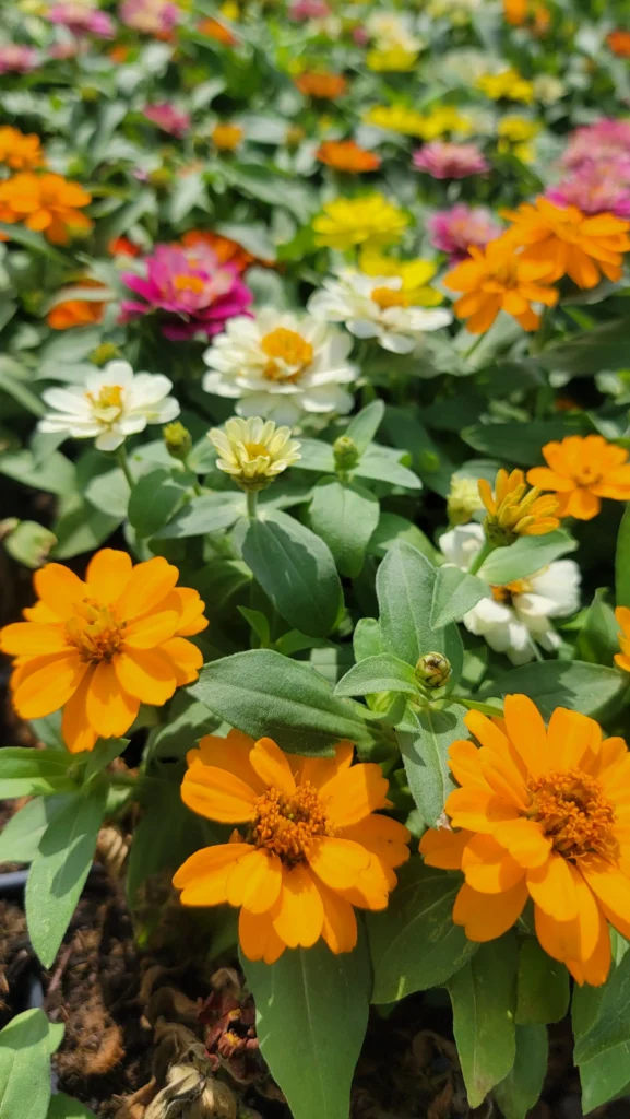 Plants